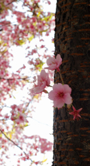sakura saku 2