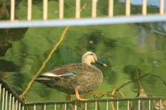 ゆらめくもう一人の自分