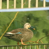 ゆらめくもう一人の自分