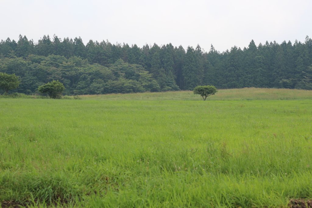 草原