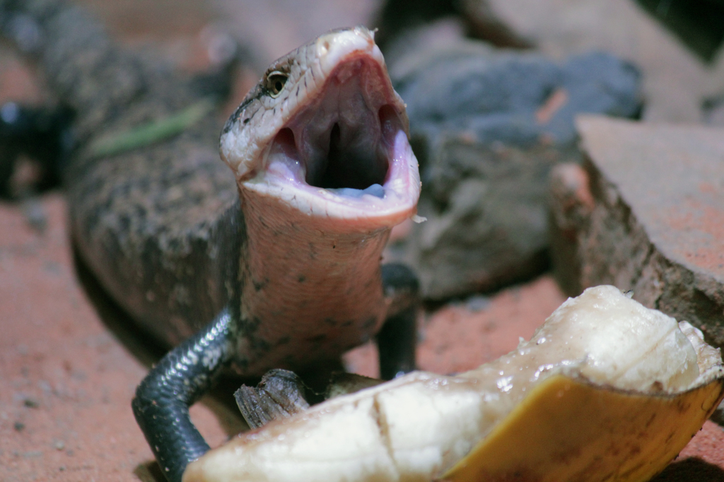 怪獣の咆哮