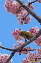 2015の春がきた