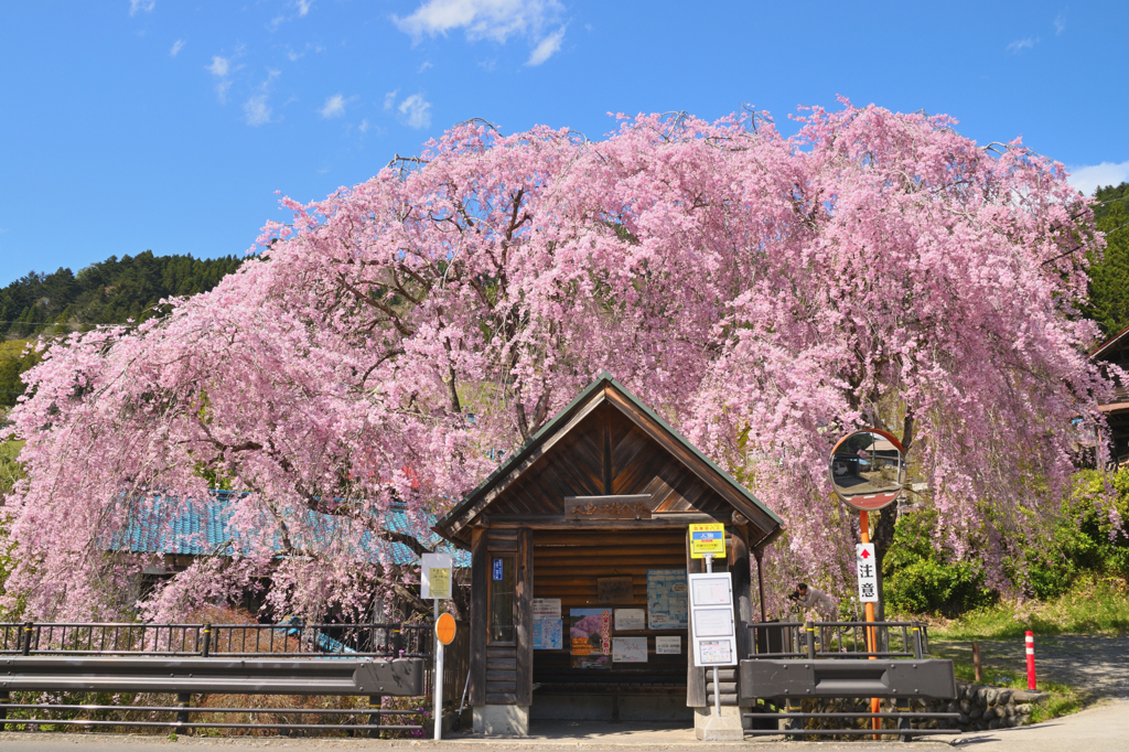 春の喜び