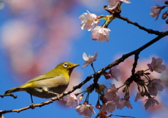 春のよろこび