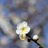 梅の花が咲きました