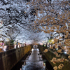 いつもの桜たち、おめかししましょう！