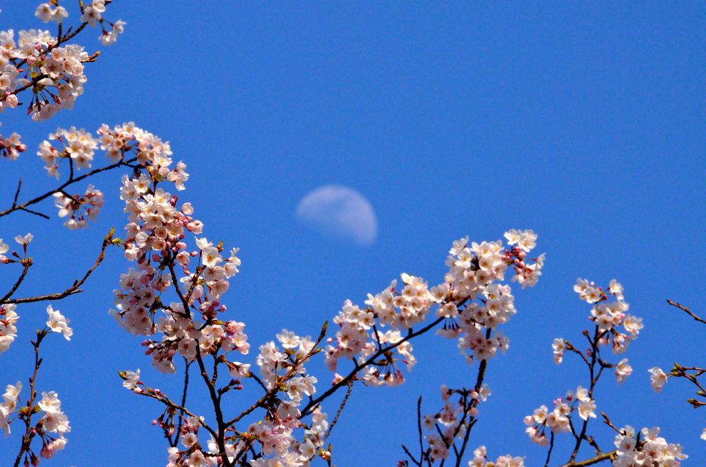 桜、月、空