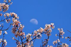 桜、月、空