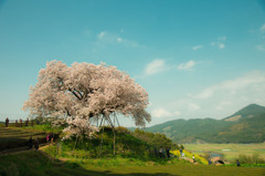 納戸料の百年桜