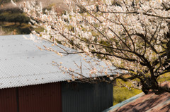 梅の花