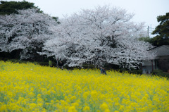 菜の花と桜