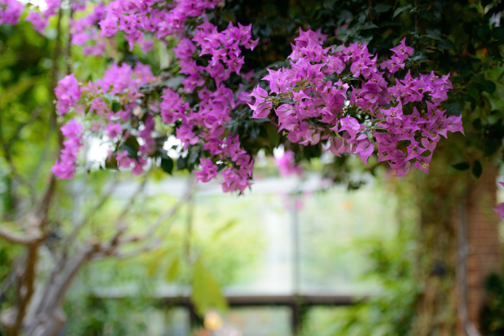 福岡市動植物園