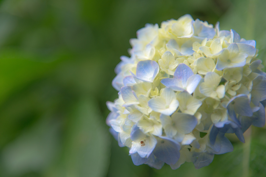 紫陽花