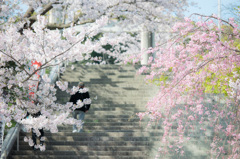 西公園「福岡県」