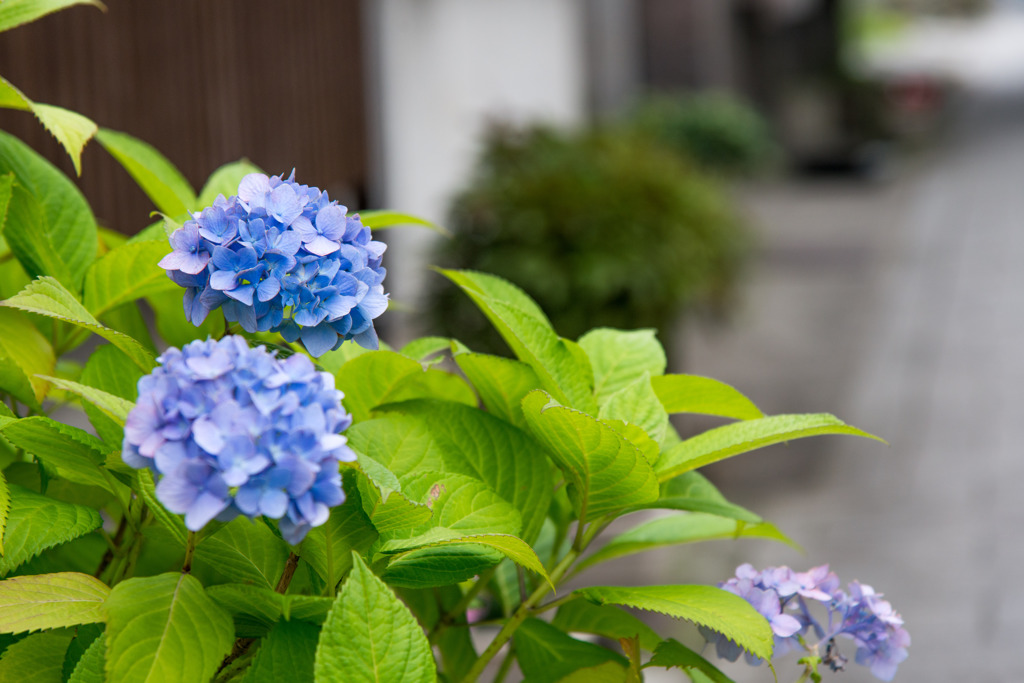 紫陽花
