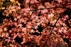紅葉
