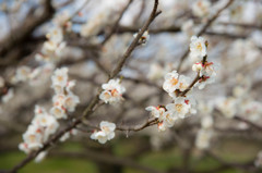 梅の花