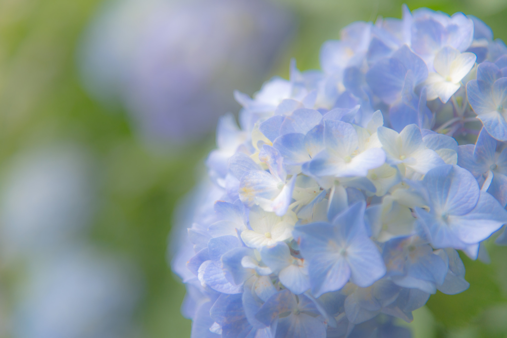 紫陽花