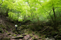 新緑と登山者