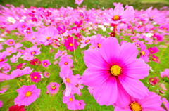 コスモス