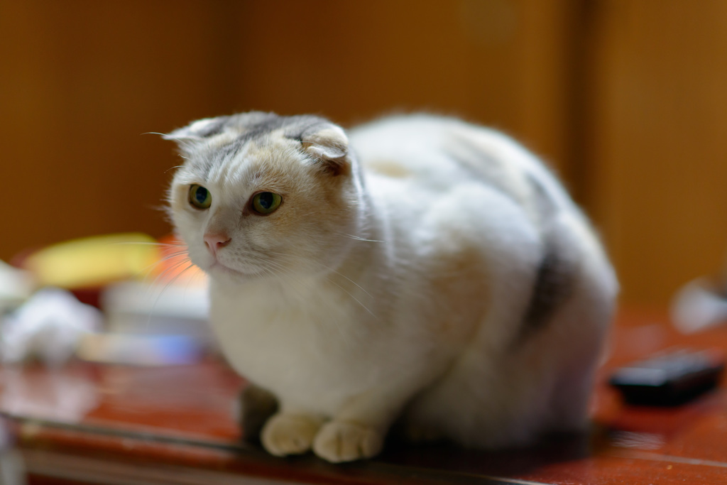 ねこ