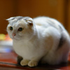 ねこ