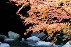 紅葉