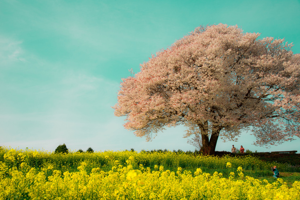 馬場の山桜