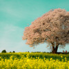 馬場の山桜