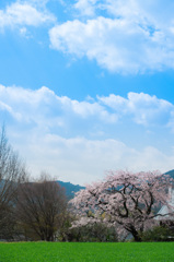 宝珠寺のヒメシダレザクラ