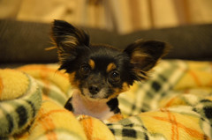 Ｄｏｇ