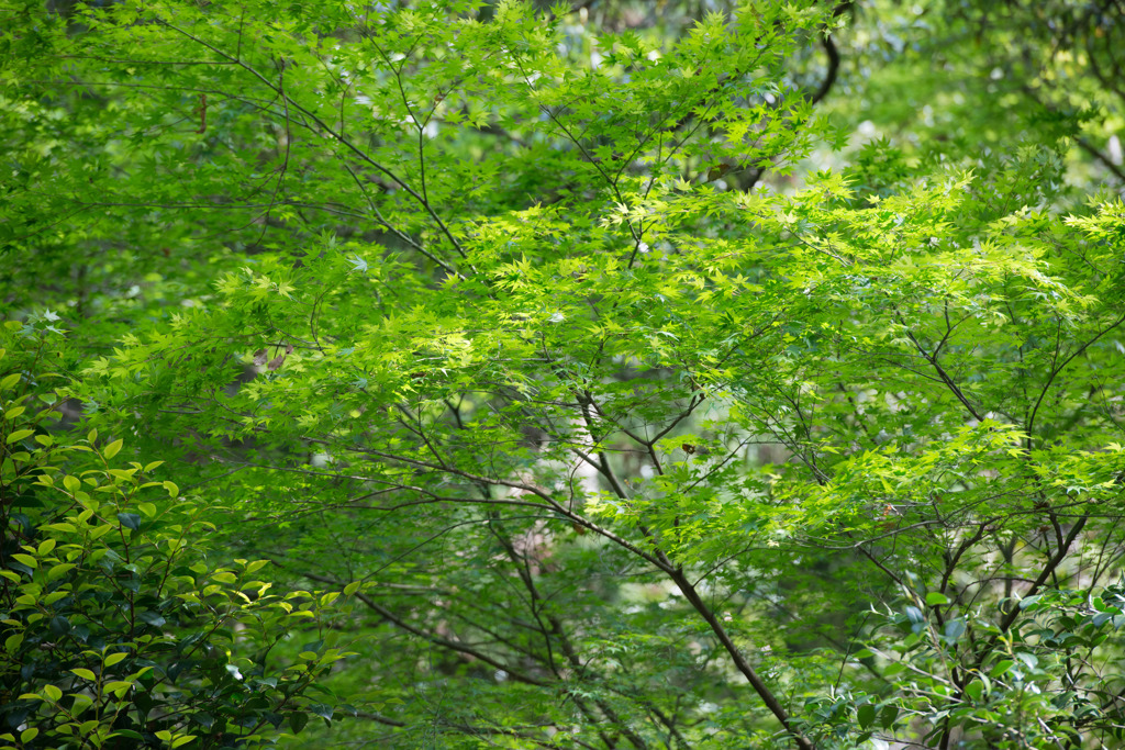 黒髪山「佐賀県」