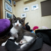 ねこ