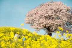 馬場の山桜