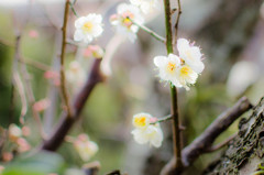 梅の花
