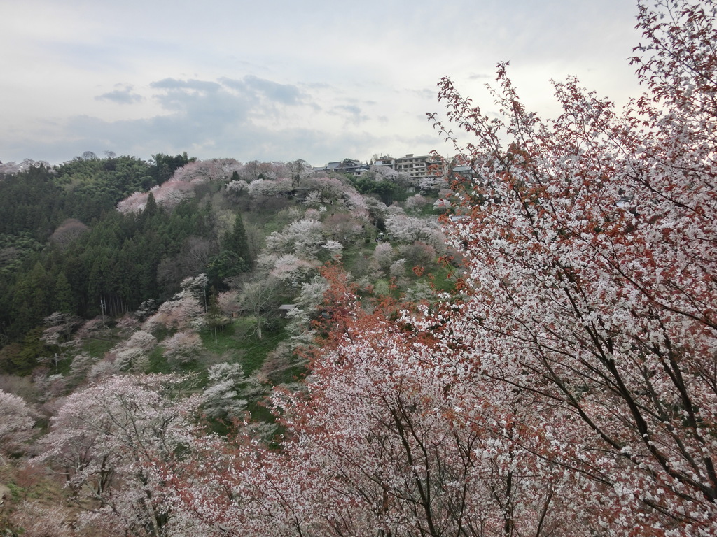 吉野山