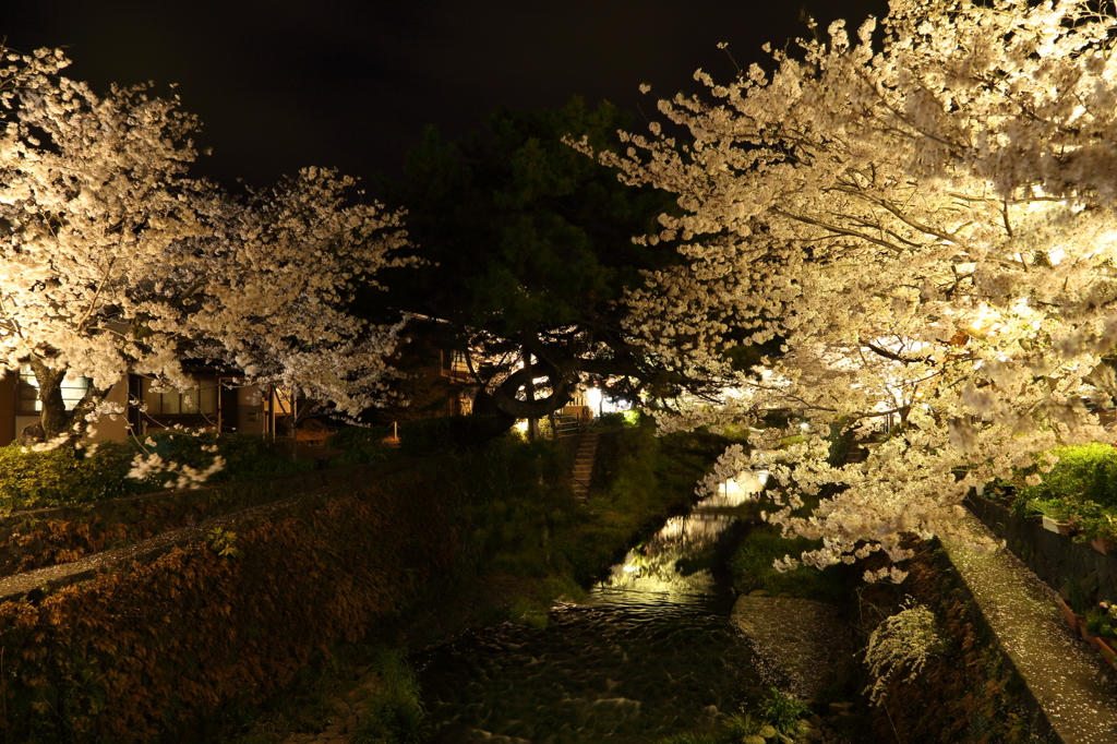 cherry blossoms at night