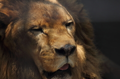 LEO