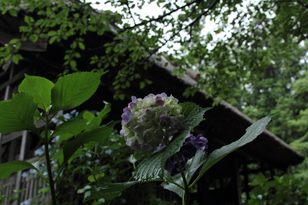 紫陽花④