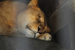 sleep sleep sleep⑤