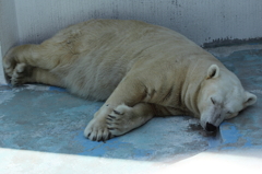 sleep sleep sleep③