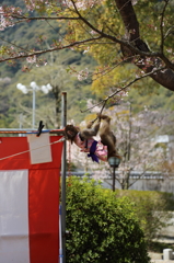 サルも木から落ち．．．ない