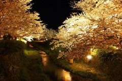 一の坂川　夜桜