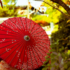 京都で見る傘
