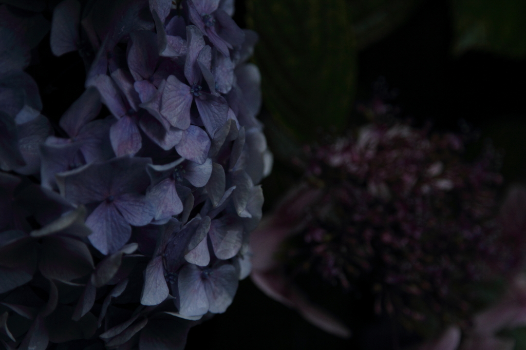 紫陽花⑤
