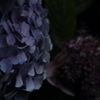 紫陽花⑤
