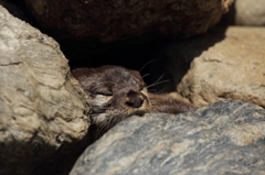 sleep sleep sleep②