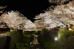 cherry blossoms at night