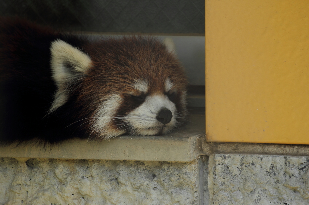 sleep sleep sleep①