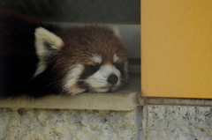 sleep sleep sleep①